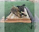Small #1 Mutt