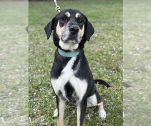 Cody - Male Rottweiler-Siberian Husky Mix Dog for Adoption - Photo #2