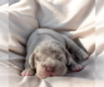 Puppy Puppy 1 Cocker-Pei
