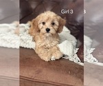 Puppy Puppy 5 Cavapoo