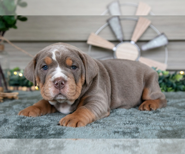 Medium Photo #17 Beabull Puppy For Sale in MILLERSBURG, OH, USA