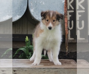 Collie Puppy for sale in FREDERICKSBURG, OH, USA