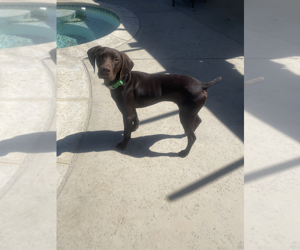 Medium Photo #1 German Shorthaired Pointer Puppy For Sale in ROSAMOND, CA, USA