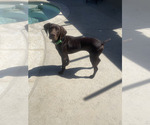 Small Photo #1 German Shorthaired Pointer Puppy For Sale in ROSAMOND, CA, USA