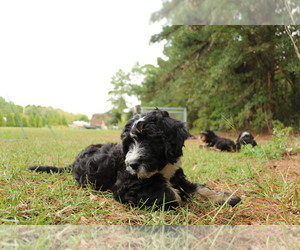 Bernedoodle Dog for Adoption in BROADWAY, North Carolina USA