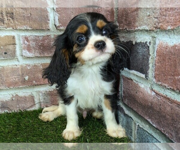 Medium Photo #12 Cavalier King Charles Spaniel Puppy For Sale in MOBERLY, MO, USA