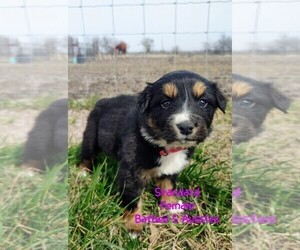 Australian Shepherd Puppy for sale in TAYLOR, TX, USA