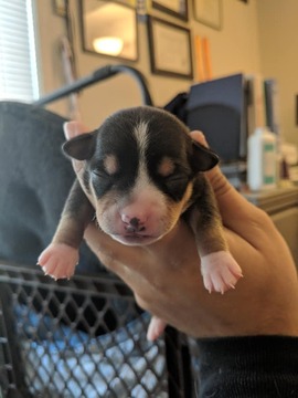 Medium Photo #1 Chihuahua Puppy For Sale in GLEN BURNIE, MD, USA