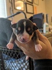 Chihuahua Puppy for sale in GLEN BURNIE, MD, USA