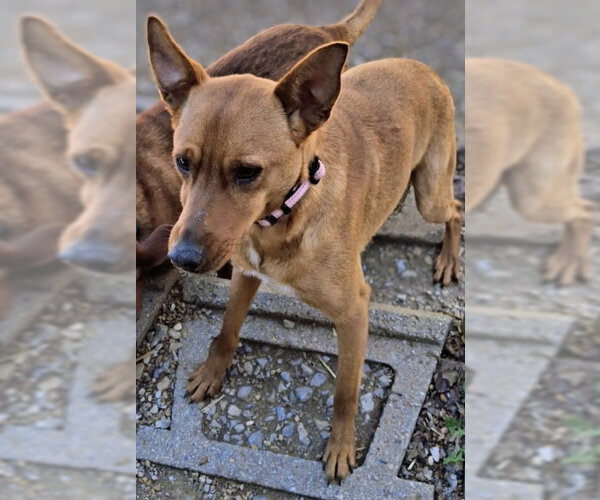 Medium Photo #3 Australian Kelpie-Unknown Mix Puppy For Sale in Mountain View, AR, USA