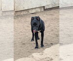 Small #3 Mutt