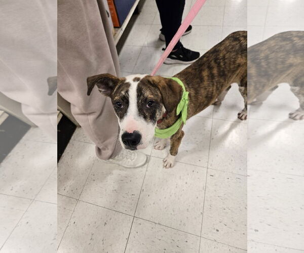 Medium Photo #7 Mutt Puppy For Sale in Minneapolis, MN, USA