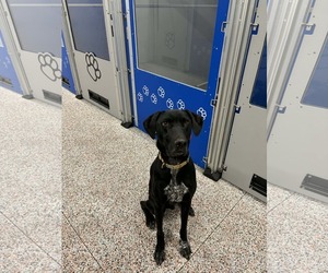 Doberman Pinscher-Great Pyrenees Mix Dogs for adoption in Buffalo, MN, USA