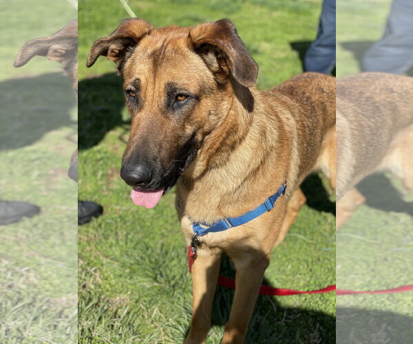Medium Photo #5 German Shepherd Dog-Unknown Mix Puppy For Sale in Centreville, VA, USA