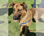 Small #4 German Shepherd Dog Mix