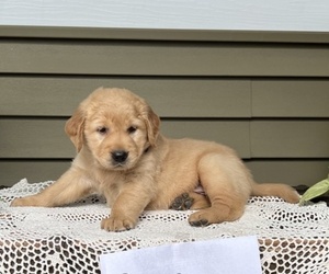 Golden Retriever Dog for Adoption in WILLARD, Wisconsin USA