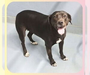 Labrador Retriever-Unknown Mix Dogs for adoption in Brewster, NY, USA