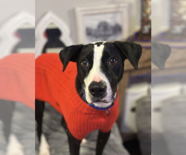 Medium Photo #9 Mutt Puppy For Sale in Rockaway, NJ, USA