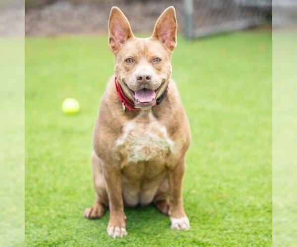 Medium Photo #3 Mutt Puppy For Sale in Camarillo, CA, USA