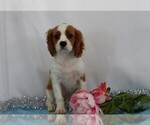 Small Photo #4 Cavalier King Charles Spaniel Puppy For Sale in FREDERICKSBG, OH, USA