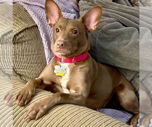 French Bulldog-Rat Terrier Mix Dogs for adoption in Atlanta, GA, USA
