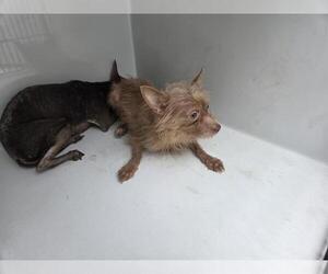 Toxirn Dogs for adoption in Houston, TX, USA