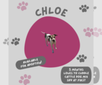 Small #2 American Pit Bull Terrier Mix
