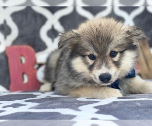 Pomsky Puppy for sale in LANCASTER, PA, USA