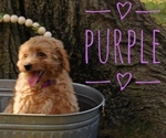 Small Photo #6 Goldendoodle mix (+ Poodle Miniature) Puppy For Sale in MOORESVILLE, IN, USA