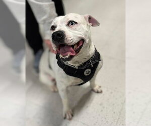 American Staffordshire Terrier-Unknown Mix Dogs for adoption in Holly Springs, NC, USA