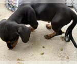Small #1 Dachshund