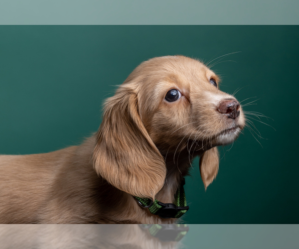 Medium Photo #2 Dachshund Puppy For Sale in CROWLEY, TX, USA