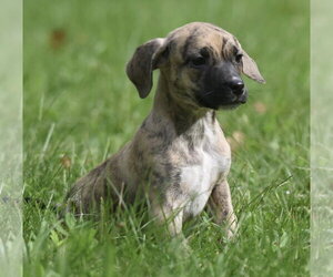 Boxer-Unknown Mix Dogs for adoption in Mechanicsburg, PA, USA
