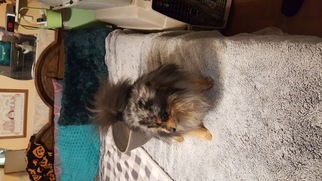 Father of the Pomimo puppies born on 05/18/2017