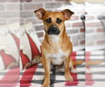 Small #12 Dachshund-Labrador Retriever Mix