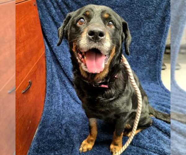 Medium Photo #1 Rottweiler-Unknown Mix Puppy For Sale in Long Beach, CA, USA