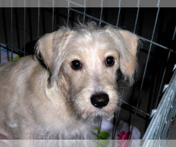Medium Photo #7 Schnoodle (Miniature) Puppy For Sale in ORO VALLEY, AZ, USA