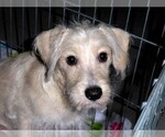 Small #6 Schnoodle (Miniature)