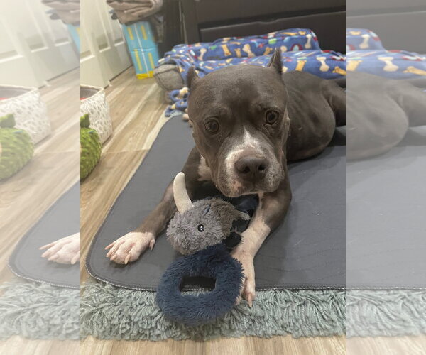 Medium Photo #3 American Staffordshire Terrier-Unknown Mix Puppy For Sale in Queen Creek, AZ, USA