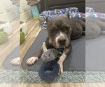 Small Photo #3 American Staffordshire Terrier-Unknown Mix Puppy For Sale in Queen Creek, AZ, USA