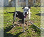 Small American Pit Bull Terrier Mix