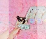 Small #13 Chihuahua
