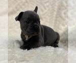 Small #1 French Bulldog