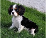 Small Photo #2 Cavalier King Charles Spaniel Puppy For Sale in FREDERICKSBURG, OH, USA