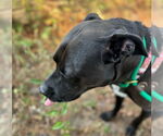 Small #11 American Pit Bull Terrier-Labrador Retriever Mix