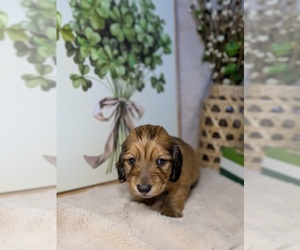 Dachshund Puppy for sale in GRAVETTE, AR, USA