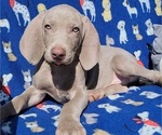 Small Photo #2 Weimaraner Puppy For Sale in NEWCASTLE, OK, USA