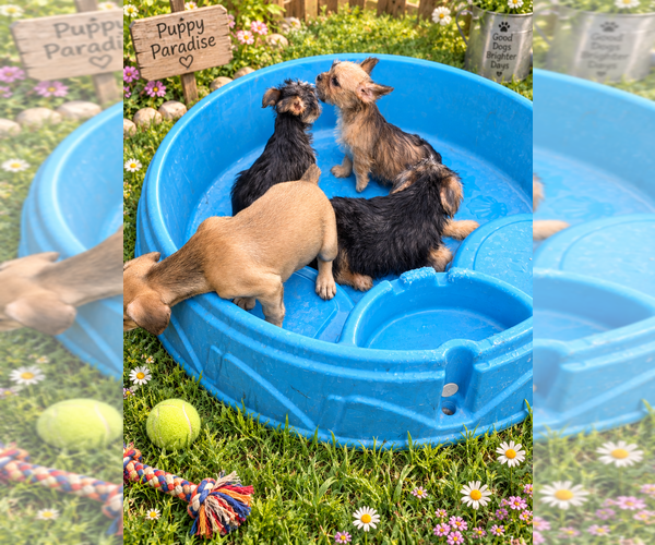 Medium Photo #7 Yorkshire Terrier Puppy For Sale in HUDDLESTON, VA, USA