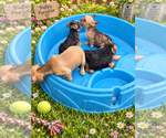 Litter of 6 - Male(s) and Female(s) Yorkshire TerrierLitter of Puppies for Sale - Photo #7