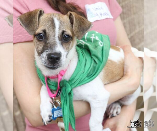 Medium Photo #3 Mutt Puppy For Sale in Washington, DC, USA